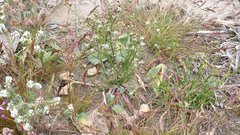 Eriogonum deflexum deflexum