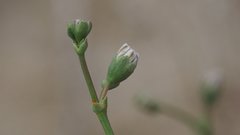 Eriogonum deflexum deflexum