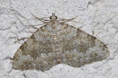 Coenotephria ablutaria