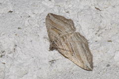 Costaconvexa polygrammata