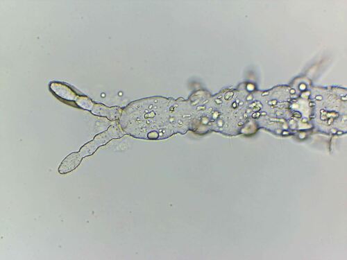 Representative image of Isotomodes