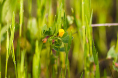 Acmispon brachycarpus