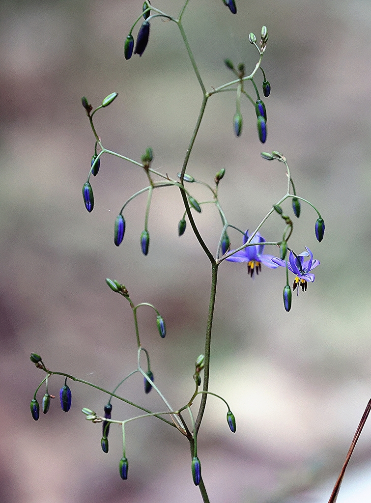 Blueberry Lily from Alexandra VIC 3714, Australia on September 20, 2023 ...