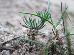 Spergula morisonii