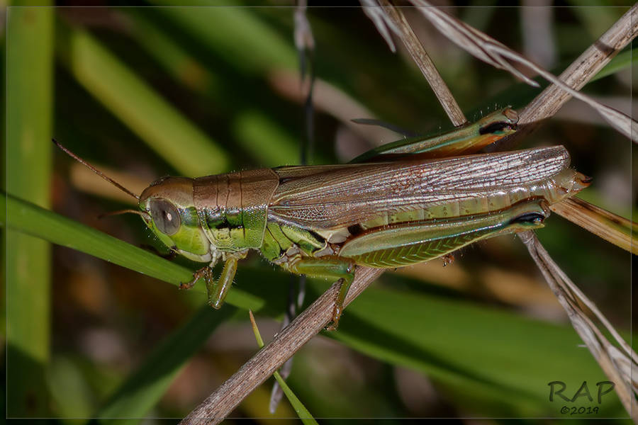 Leiotettix pulcher