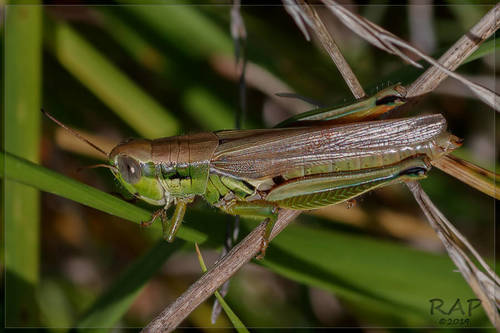 Leiotettix pulcher