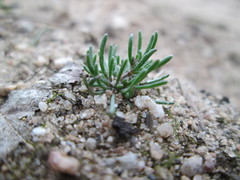 Spergula morisonii