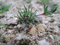 Spergula morisonii