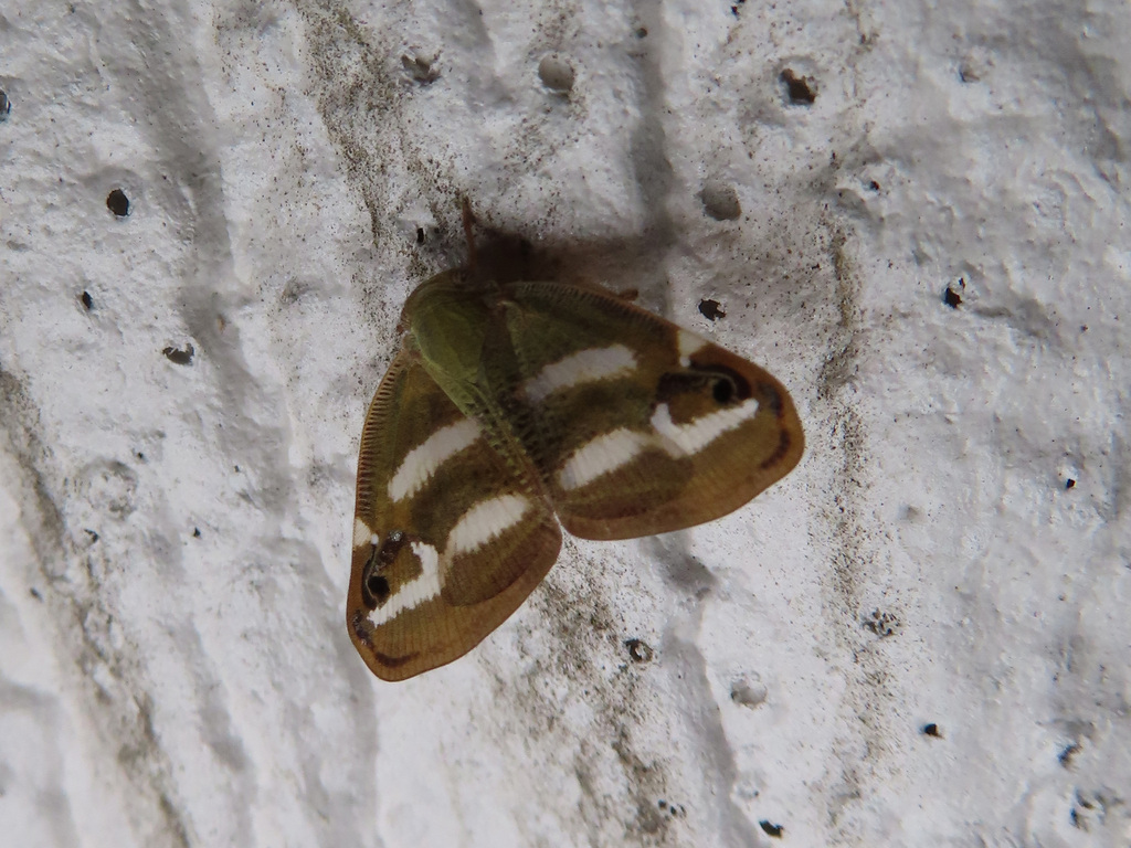 Orosanga japonicus from Район Аоба, Сендай, Мияги, Япония on July 31