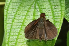 Miltomiges cinnamomea