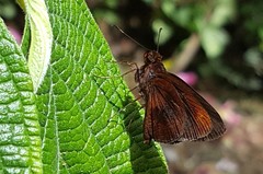 Miltomiges cinnamomea