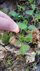 Urtica dioica dioica