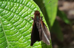 Miltomiges cinnamomea
