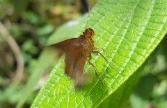 Miltomiges cinnamomea