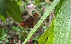 Miltomiges cinnamomea