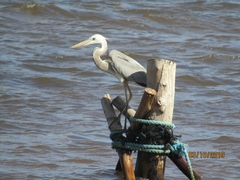 Ardea herodias occidentalis × wardi