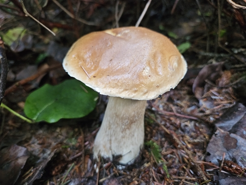 Boletus edulis
