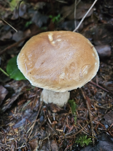 Boletus edulis (Photo 3 of 7)
