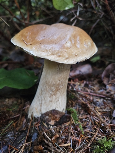 Boletus edulis (Photo 4 of 7)