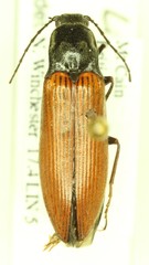 Acteniceromorphus sagiticollis