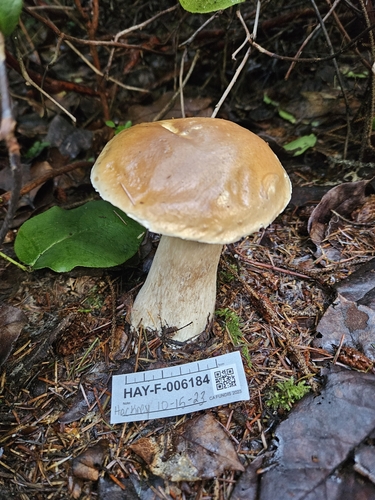 Boletus edulis (Photo 6 of 7)