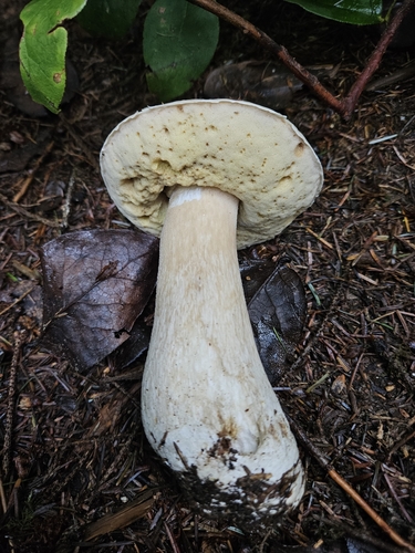 Boletus edulis (Photo 7 of 7)