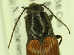 Acteniceromorphus sagiticollis