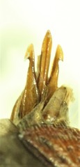 Acteniceromorphus sagiticollis
