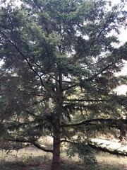 Tsuga diversifolia