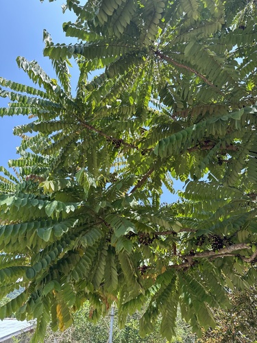Averrhoa bilimbi