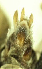 Acteniceromorphus umbricolus