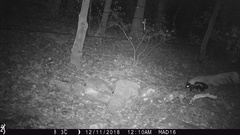 Mephitis macroura milleri