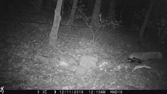 Mephitis macroura milleri