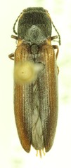 Ctenicera angularis