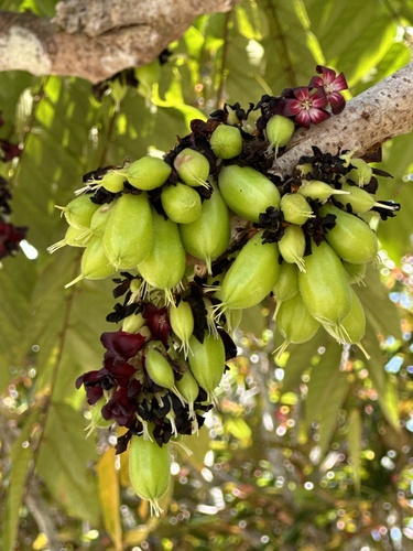 Averrhoa bilimbi