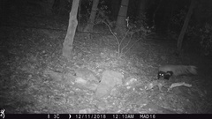 Mephitis macroura milleri