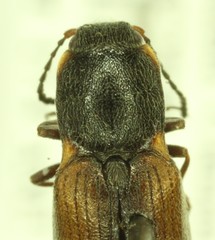 Ctenicera angularis