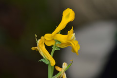 Corydalis curvisiliqua