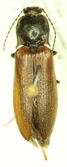 Acteniceromorphus sagiticollis
