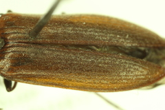 Acteniceromorphus sagiticollis