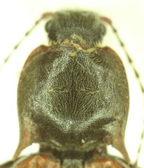 Acteniceromorphus sagiticollis