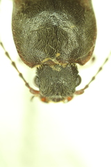 Acteniceromorphus sagiticollis