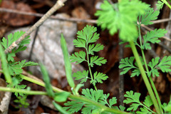 Corydalis curvisiliqua