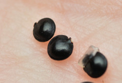 Corydalis curvisiliqua