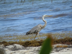 Ardea herodias occidentalis × wardi