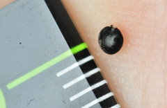 Corydalis curvisiliqua