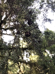 Tsuga diversifolia
