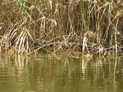 Acrocephalus melanopogon