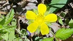 Ranunculus hispidus nitidus
