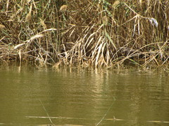 Acrocephalus melanopogon